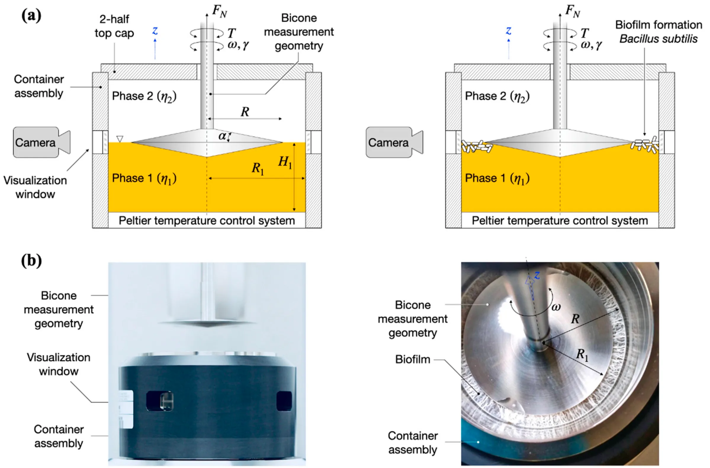 The Exo-Polysaccharide Component of Extracellular Matrix is Essential for the Viscoelastic Properties of Bacillus subtilis Biofilms