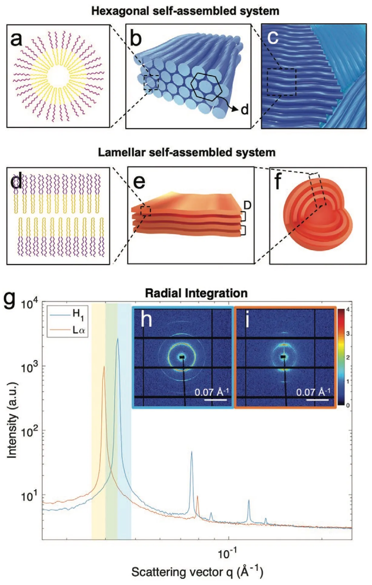 In Situ Visualization of the Structural Evolution and Alignment of Lyotropic Liquid Crystals in Confined Flow