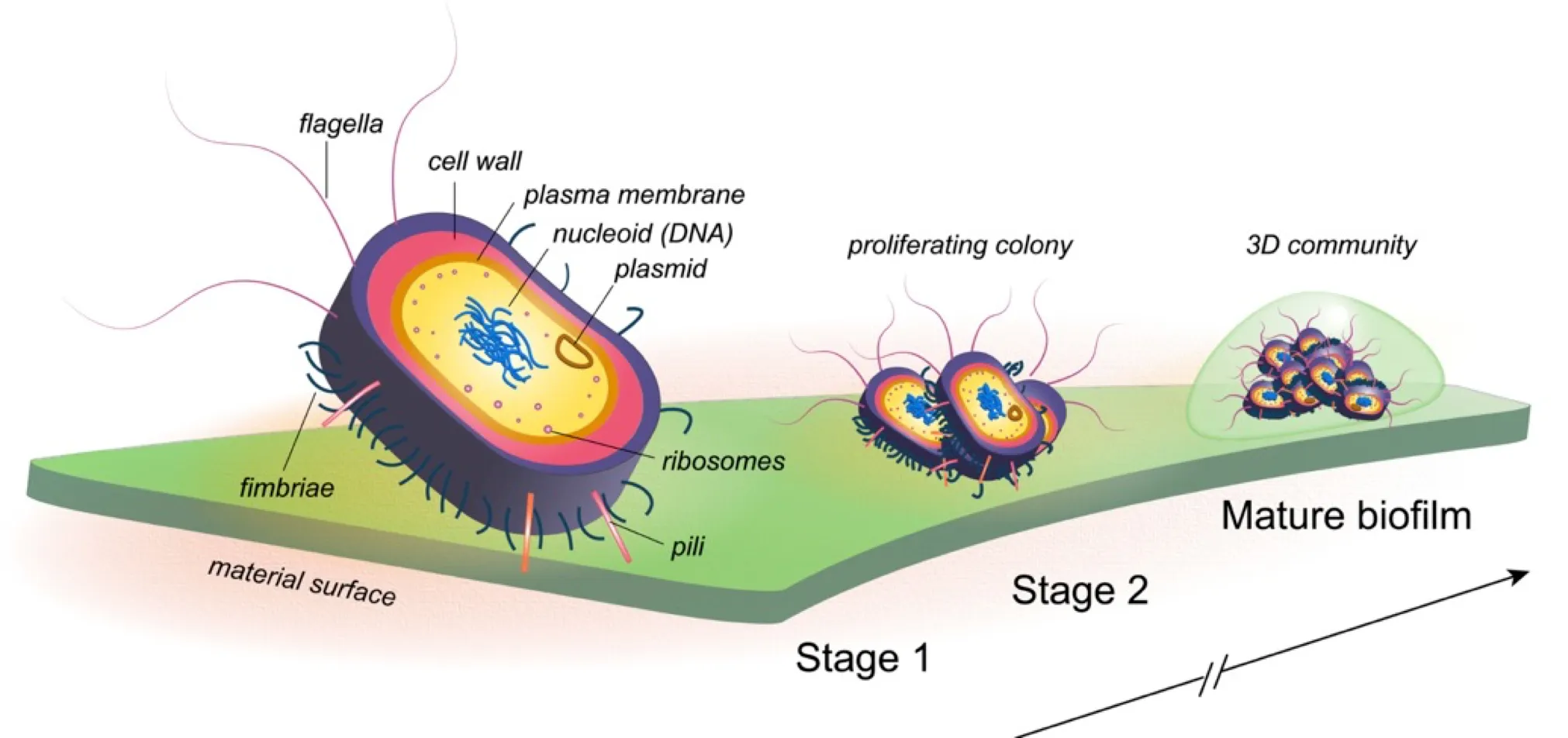 Polysaccharide-based antibacterial coating technologies
