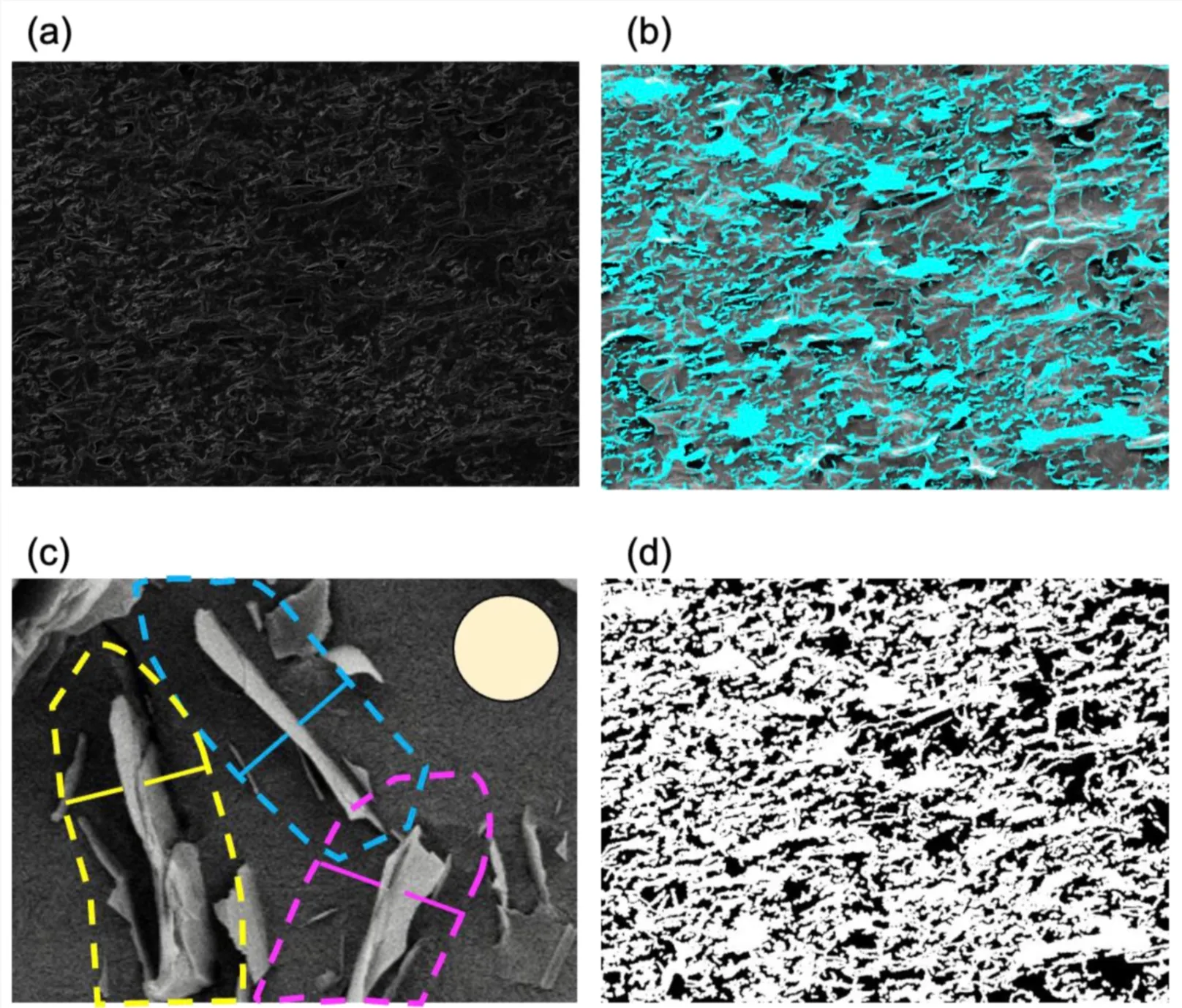 Automated Prediction of Bacterial Exclusion Areas on SEM Images of Graphene–Polymer Composites