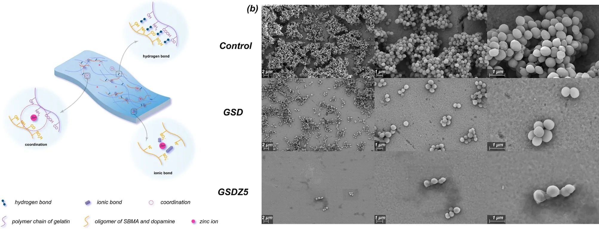 Biomimetic Antibacterial Gelatin Hydrogels with Multifunctional Properties for Biomedical Applications