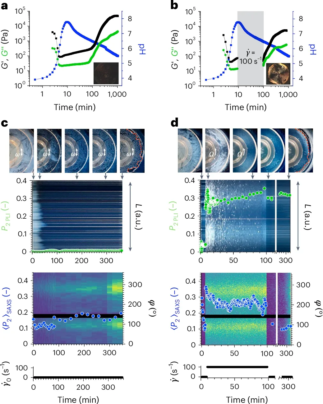 Forging out-of-equilibrium supramolecular gels