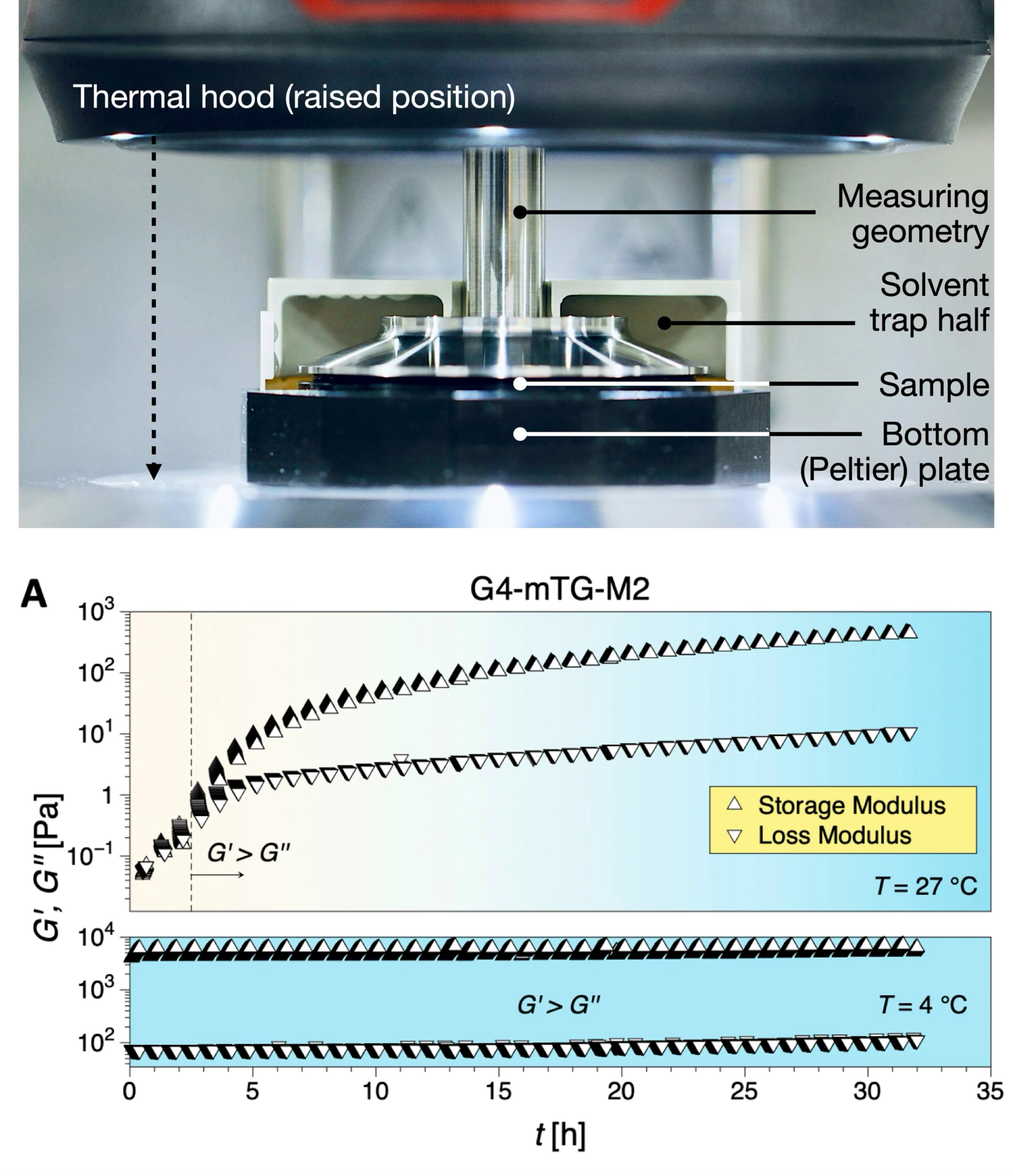 Differentiation of motor neurons from iPSC- derived neural progenitors in 3D printed bioscaffolds