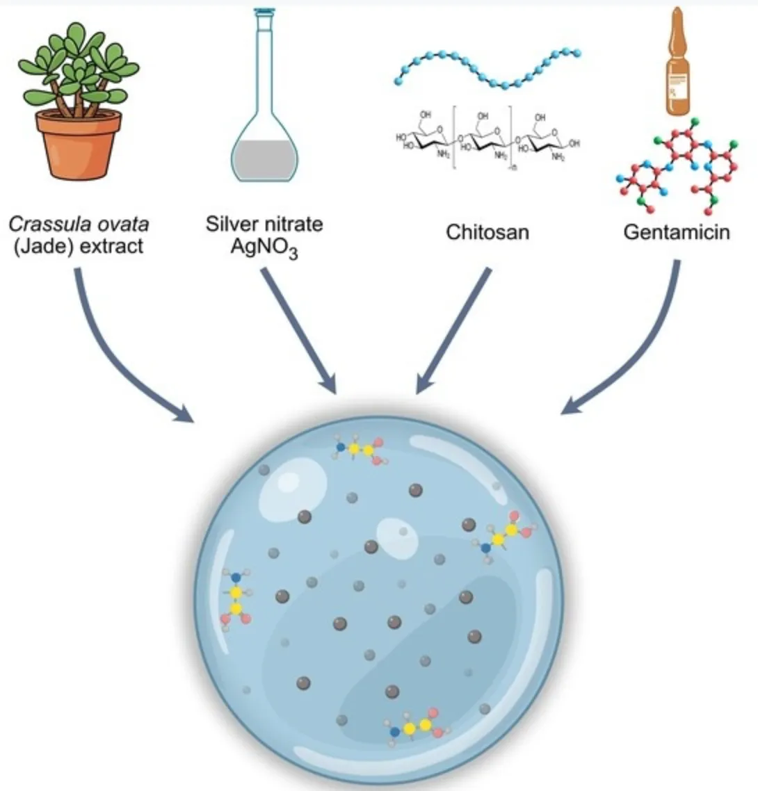 A Novel Approach to Combating Antibiotic Resistance: A Chitosan-Based Nanocomposite with Green AgNPs and Gentamicin